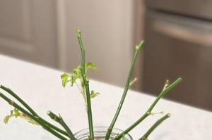 如何促进花的快速发芽