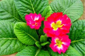 报春花期全解析（春天里的美丽寓言）
