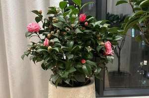 如何养护这么大的茶花（茶花的生长技巧与护理方法）