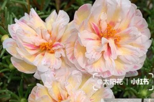 太阳花的生态习性（喜水还是喜旱？探究太阳花的生态特点）