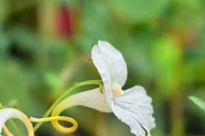 凤仙花的浇水时间（科学浇水，让凤仙花开得更美）