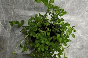 薄荷是爬藤植物吗？（探秘薄荷的生长特点和分类信息）