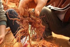 如何科学养殖三七？（三七养殖方法与注意事项）