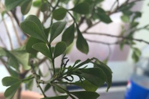 急救！我的米兰大量掉叶子！（如何应对米兰大量掉叶子的问题）