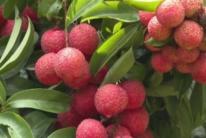 广州荔枝成熟季节及产地介绍（探寻广州荔枝的风味与文化）