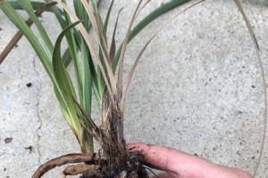 兰花茎腐病的治疗方法与预防措施（全面了解兰花茎腐病，有效治疗与预防）
