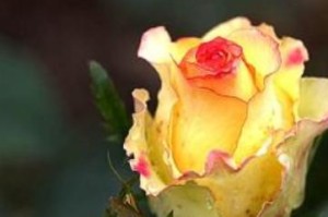 解密26朵玫瑰花语（探寻玫瑰花背后的含义及象征意义）
