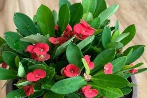 虎刺梅花有毒吗？——了解虎刺梅花的毒性和养殖要点（放在室内养，注意这些事项）