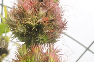 家庭养护法——如何种植健康美味的凤梨