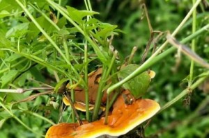 灵芝的最佳种植时间（何时是灵芝最适宜种植的时候？）