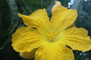 葫芦花的性别及特点解析（探究葫芦花的生殖特性及分类）