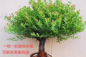 盆景技巧（以盆景怎么提根？掌握这些技巧让您的盆景更加健康）
