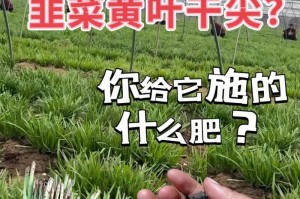 韭菜的肥料选用（如何选择适合韭菜生长的肥料）