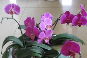 如何浇水让蝴蝶兰长得更旺盛（蝴蝶兰花浇什么水好？关注这4点，让你的蝴蝶兰茁壮成长！）