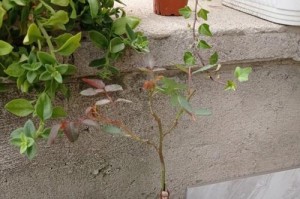 探秘浪漫宝贝月季的成长之路（从藤本到灌木，一朵花的不同姿态）