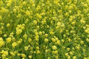 芥末树——神秘而独特的植物（探秘芥末树的生长环境、外形及用途）
