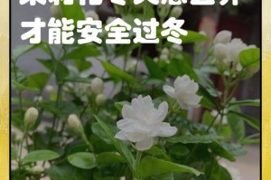 茉莉花的过冬之道（关于茉莉花在寒冷季节如何保护自己的一些小贴士）