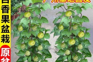 如何解决百香果只开花不结果问题？（百香果种植技巧与注意事项）