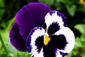 探寻波斯菊的神秘——波斯菊是哪个国家的国花（波斯菊的故事、特点和象征意义）