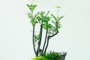 小叶紫檀的浇水技巧