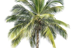 椰子——经济作物中的绿色宝石