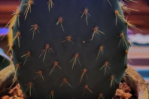 仙人柱烂根，如何救治？（掌握正确方法，挽救受损盆栽）