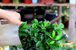 小栀子花的科学浇水方法（浇水须知及具体操作方法）