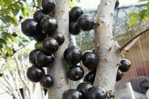 腰果生长环境解析（探究腰果喜爱的生长环境）