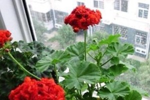 天竺葵为什么不开花？（探究天竺葵不开花的原因及解决方法）