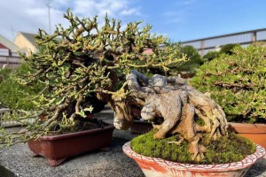 探秘神奇的金豆植物（了解金豆的种类、特点及应用）
