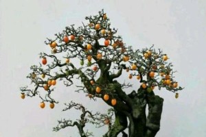 盆栽适合的植物——柿子树（柿子树盆栽技巧与注意事项）