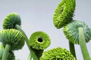 扶郎花的水养全攻略（从浇水到施肥，让你的扶郎花健康茁壮成长！）