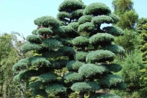 北方庭院适宜种植的树种推荐（打造北国庭院景观，从选树开始）
