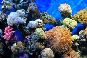 海底植物的世界（探秘海洋之下的多彩植被）