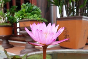 睡莲催花的技巧（通过科学方法加速花期，让花期更长久）