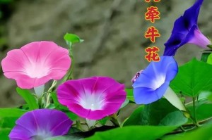 牵牛花开花时间解析（探究牵牛花的开花特点及开花时间，解析开花前的生长过程）