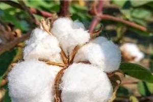 棉花（从纺织品到油料，棉花的多面性）