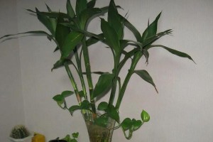 如何解决绿宝叶子下垂问题（绿植养护技巧、养护误区、植物营养）