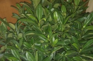 非洲茉莉的冬季养护（为您详解非洲茉莉的冬季养护技巧）