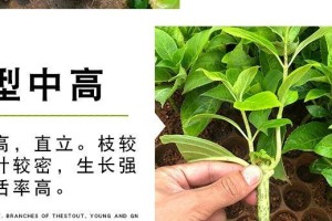 无尽夏绣球花的养殖方法和注意事项