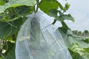 橙子种子怎么种植？（手把手教你种橙子，让你轻松掌握种植技巧！）