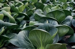 探究鸡毛菜是否属于上海青（植物学视角下的分类讨论）
