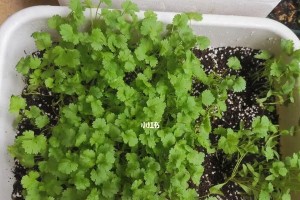 香菜的成熟期与关键注意事项