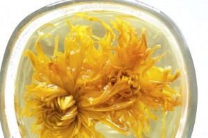 家里种菊花的好处（打造花园式生活，种菊花让生活更美好）