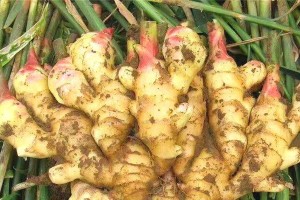 生姜的生长过程（探究生姜种植的技巧与秘密）