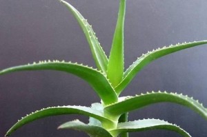 芦荟种植全攻略（时机与方法）