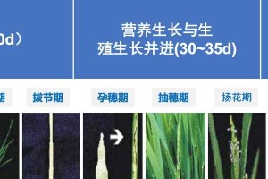 水稻的生长周期与特点（探寻水稻的生命密码，了解其生长规律与周期）