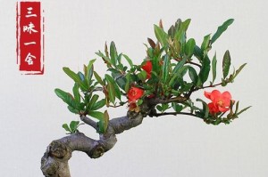 如何正确修剪长寿冠海棠？（轻松掌握方法，让海棠更健康成长）