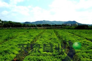 小球玫瑰（揭秘小球玫瑰独特的绿色花朵之谜）