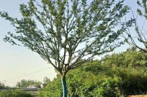保护植物，让世界更美好（探讨朴树的保护意义与措施）
